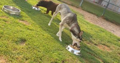 Dogs at Cloud 9 vet and pet hotel tuck into some minced leftovers from the Fairmont. Courtesy: Jamal Al Breiki