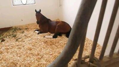 Kandar Du Falgas is known to sleep a lot after his daily routine.