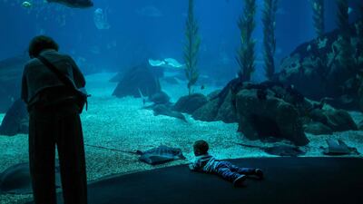 Visitors marvel at the marine life at Lisbon Oceanarium. AFP