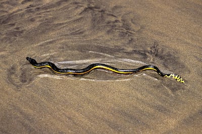 Yellow-bellied sea snake, Pelamis platurus, is found in the UAE's waters. Alamy