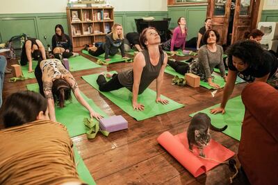 A cat yoga class at Brooklyn cat cafe in New York. Reuters