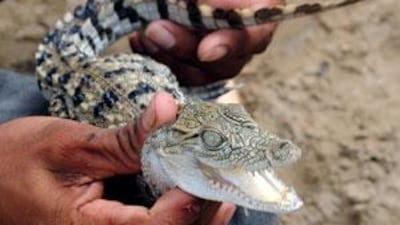 The crocodile, similar to this one, was about 30cm in length.
