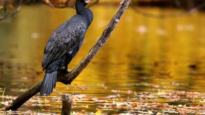 A wild black cormorant at Botanical Garden Rombergpark in Dortmund, Germany. EPA