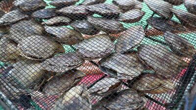 The farm has been producing tens of thousands of oysters each year, 60 per cent of which create pearls.