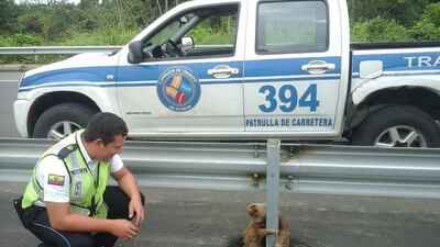A transit police officer kneels next to a sloth holding on to the post of a traffic barrier on a highway in this handout photo provided by Ecuador’s Transit Commission, in Quevedo, Ecuador. Transit police officers, who were patrolling the new highway, found the sloth after it had apparently tried to cross the street and returned the animal to its natural habitat after a veterinarian found it to be in perfect condition, according to a press release. Reuters / Ecuador’s Transit Commission / Handout via Reuters