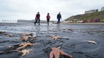 Thousands of dead and dying starfish were discovered washed up on the beach at Saltburn-by-the-Sea in North Yorkshire on Wednesday. PA