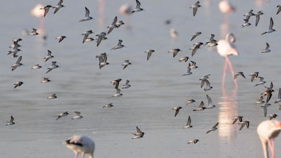 Waterbirds at the Al Wathba wetlands in Abu Dhabi. Courtesy Environment Agency - Abu Dhabi