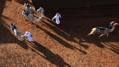 The UAE's camel racing season typically runs until April, with events taking place on Friday and Saturday mornings. AFP