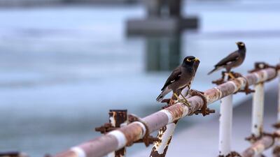 BIRDS YOU OFTEN SEE IN THE UAE: Myna birds perched on metal railings in Al Reem Island, Abu Dhabi. Victor Besa / The National