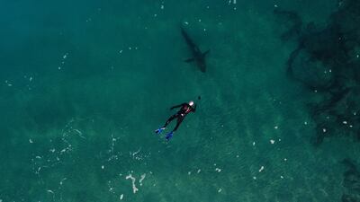 A diver tries to photograph a group of sharks in the shallow water. EPA