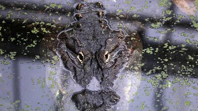 An American alligator swims in the water in its indoor enclosure of the Tierpark in Berlin, Germany. EPA