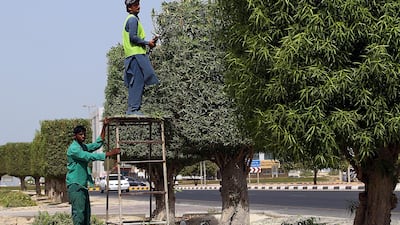 Left to grow unchecked, the roots of Damas trees can damage drains and underground pipes. Satish Kumar / The National