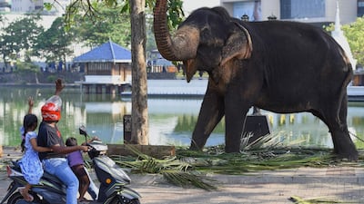 Commuters wave to an elephant as he rests near a public road in Colombo, Sri Lanka. AFP