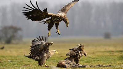 White-tailed eagles attack some prey in the Hortobagy National Park in Hungary. EPA