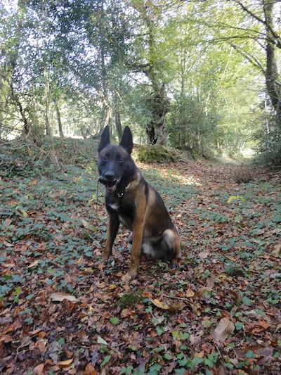 Leuk received the posthumous PDSA Dickin Medal for bravery. AFP