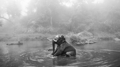 'Tamed Wild Tuskers' by Senthil Kumaran Rajendran, a 2019 winner