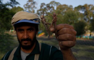 A Yemeni man holds up some desert locusts. The research focused on the migratory locust but experts believe the information gleaned might be useful in tackling desert locust swarms. EPA