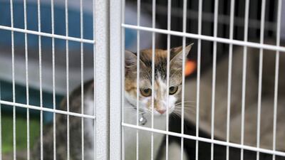A cat for adoption at the Cloud 9 Pet Hotel & Care stand at Adihex. Pawan Singh / The National