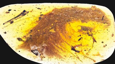 Scientists involved in the study suspect the tail belonged to a type of two-legged, bird-like dinosaur called a maniraptoran. AFP