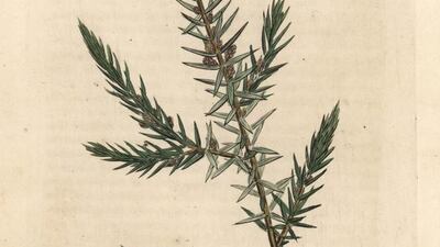 The Juniper Tree is one of the titles of the short stories featured in Bark, Lorrie Moore’s new collection. Florilegius / SSPL / Getty Images