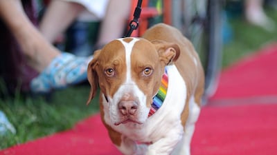 Wally, last year’s winner, walks on the red carpet. Josh Edelson / AFP Photo