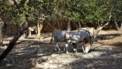 Mhorr gazelle at Al Ain Zoo. Christopher Pike / The National
