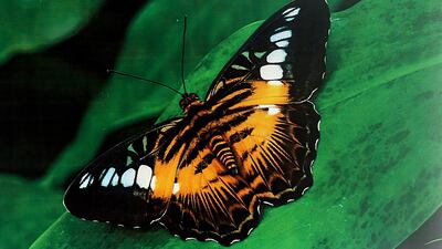 Satish Kumar / The National