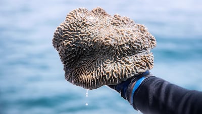Some of the coral that is collected for replanting offshore