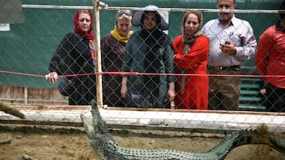 In this Tuesday, April 22, 2014 photo, tourists watch a crocodile at a breeding farm on the southern Persian Gulf island, Qeshm in Iran. Crocodile farming isn’t the most obvious business opportunity in Iran. The wide-jawed reptiles aren’t native to the country, their meat can’t legally be served at home and they don’t have the friendliest reputation. (AP Photo/Ebrahim Noroozi)