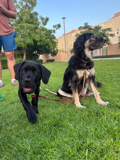 Puppy Penny with eight-year-old rescue dog Frida. Farah Andrews / The National