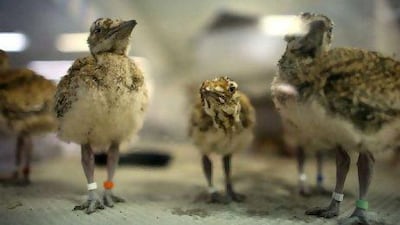 A week old hatchlings of Houbara Bustard birds at the Houbara Conservation Centre in Abu Dhabi in June 2009.