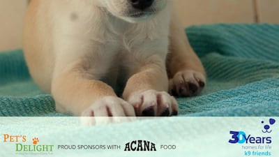 Drizzle was brought to K9 as a very young puppy with her mum and six siblings. She is an adorable, friendly girl. She is now nearly three months old, fully vaccinated and ready for her forever home. Courtesy K9 Friends Dubai