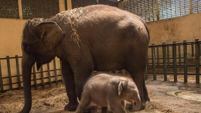 A one-month-old female baby Sumatran elephant is seen next to her mother Siska at the Taman Safari Zoo in Pasuruan, East Java. AFP