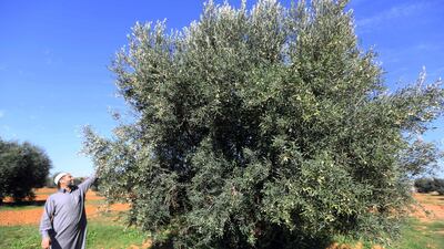 A Libyan man checks an olives tree in the Libyan town of Tarhuna (80 kms) south of Tripoli, on November 11, 2018. AFP