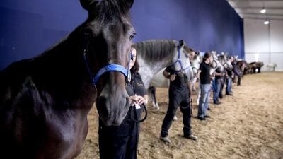 Orion, one of the Cavalia's stallions poses, as he and the other horses and their riders line up for a picture. Silvia Razgova / The National