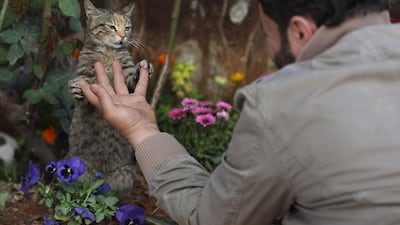 Mohammed Alaa al-Jaleel plays with a cat at Ernesto's Cat Sanctuary. AFP