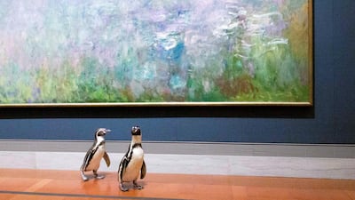 Penguins from the Kansas City Zoo explore the Nelson-Atkins museum during the pandemic shutdown. Media Services photographer / Gabe Hopkins
