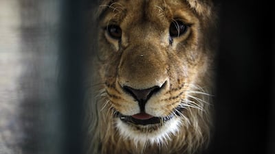 Marjan, a male lion, looks out from his cage in Kabul’s zoo. Omar Sobhani / REuters