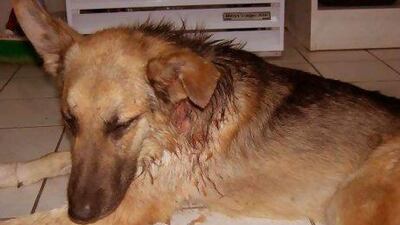 Handout of a dog that was rescued in Abu Dhabi.