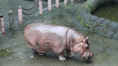 An undated photo from the People for the Ethical Treatment of Animals (PETA-MANILA) on July 10, 2017 shows Bertha, the 2.5-tonne female hippopotamus, in her enclosure in Manila zoo in the Philippine capital. Bertha, believed to be the world's oldest hippopotamus, has died aged 65, the Manila zoo said on July 10, 2017. Peta/AFP Photo