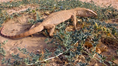 A desert monitor. The species has an average body length of about one metre. Photo: Johannes Els