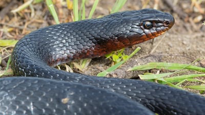 Whip snakes would have been on the menu for foragers in the Levant 11,000 years ago.