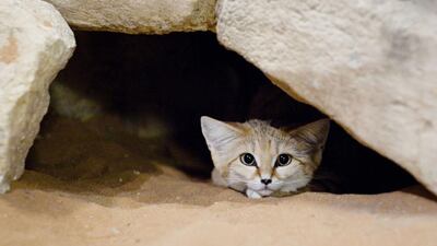 A Sand Cat plays peek-a-boo at the Al Ain Zoo in Abu Dhabi. Lauren Lancaster / The National