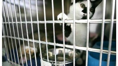 Owning a pet requires a responsible attitude, a reader says. Fatima Al Marzouqi / The National