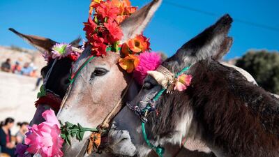 Beauty pageant winner donkey, Cleopatra, right, at the festival "Festibaz" in the village of Beni Ammar in Morocco. AFP