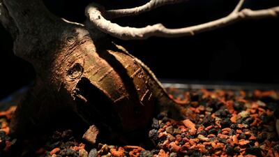 Ramy said he finds peace and relaxation in his hobby