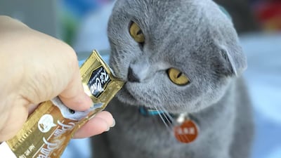 Sukie enjoys the Kit Cat Purr Puree. Stephen Nelmes / The National