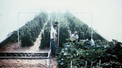 The UAE reaped the rewards of the hard work of Dr Jensen during his time farming on Saadiyat Island. Courtesy Merle Jensen/University of Arizona