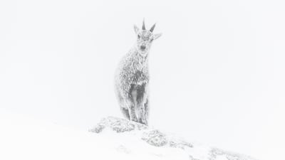 'Alpine exposure', a picture of an ibex in snow at the Vercors Regional Natural Park, Rhone-Alpes, France by Luca Melcarne, from France, has won the Rising Star Portfolio Award. Luca Melcarne / Wildlife Photographer of the Year / PA