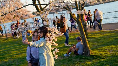 People take pictures under the cherry blossom trees in Washington. AP